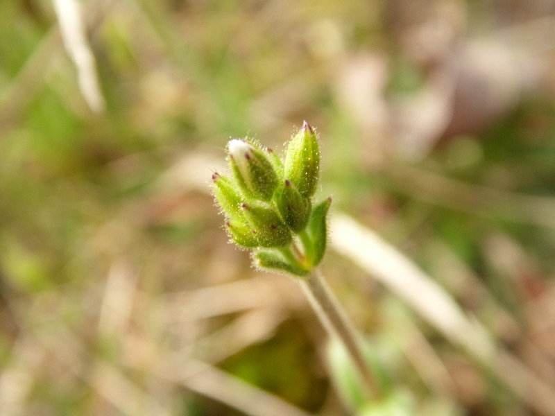 Fiore 3 da determinare - Cerastium sp.